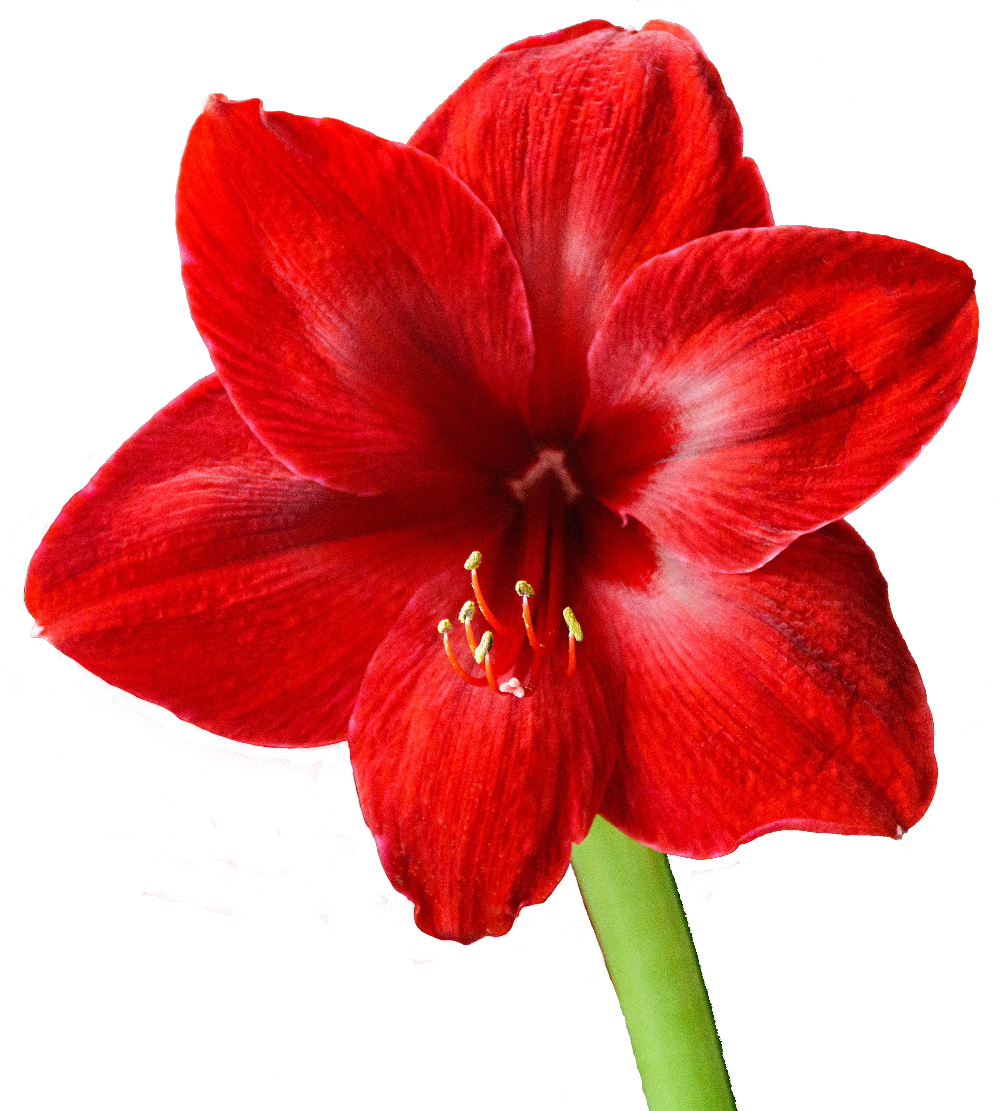 Alltagshilfe-Amaryllis